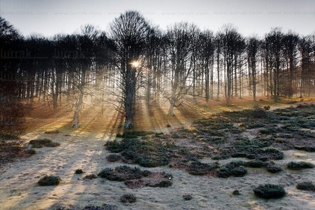 08MOA0005-Bosque en el Parque Natural de Aralar, Navarra