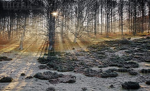 08MOA0006-Bosque en el Parque Natural de Aralar, Navarra
