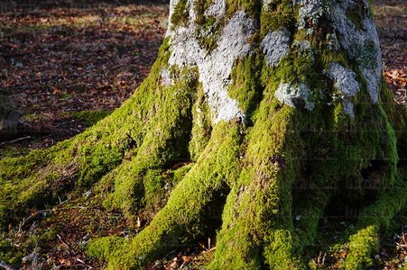 08MOA0011-Musgo en un Arbol, Navarra