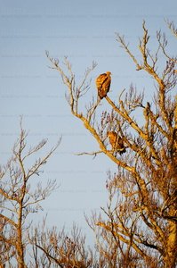 08MOA0032-Buitre Leonado. Sierra de Urbasa, Navarra