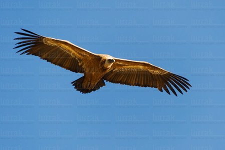 08MOA0039-Buitre Leonado. Sierra de Urbasa, Navarra