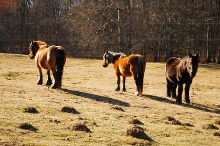 08MOA0042-Caballos, Sierra de Urbasa, Navarra