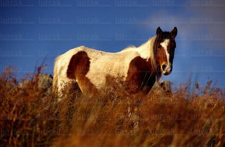 08RT0036-Una pottoka en el  en el monte Larrun. Lapurdi