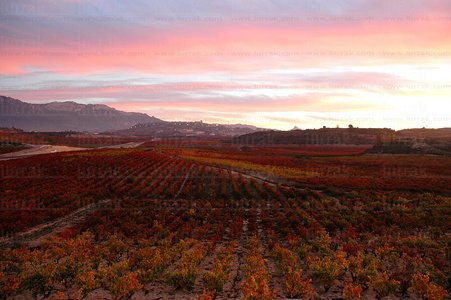 08RT0117-Viñedos en otoño. Laguardia, Alava, Euskadi