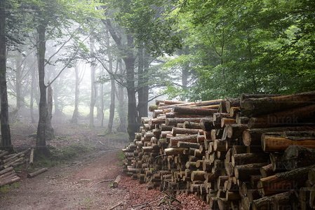 09PXE_1018-Bosque, Belate, Navarra