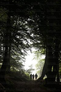 09PXE_1022-Bosque, Belate, Navarra