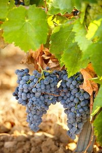 09PXE_262-Racimos de Uva Garnacha. Laguardia, Alava, Euskadi