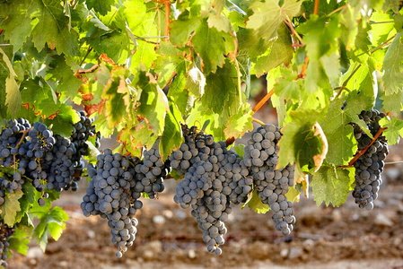 09PXE_263-Racimos de Uva Garnacha. Laguardia, Alava, Euskadi