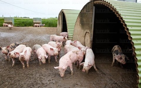 09PXE_715-Granja de Cerdo autóctono vasco. Beizama, Gipuzkoa, E