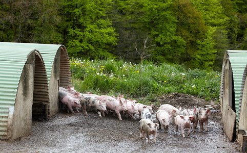 09PXE_716-Granja de Cerdo autóctono vasco. Beizama, Gipuzkoa, E