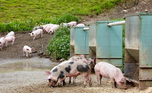 09PXE_717-Granja de Cerdo autóctono vasco. Beizama, Gipuzkoa, E