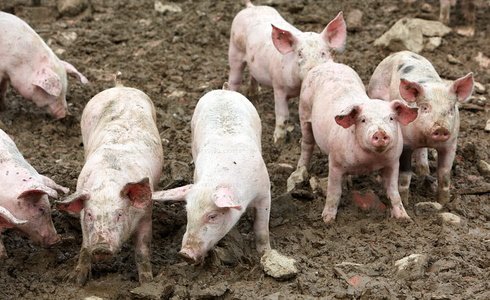 09PXE_718-Granja de Cerdo autóctono vasco. Beizama, Gipuzkoa, E