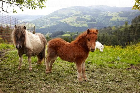 09PXE_754-Pottokas en Urrategi. Azkoitia, Gipuzkoa, Euskadi