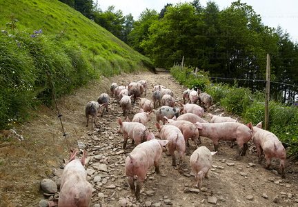 09PXE_761-Granja de Cerdo autóctono vasco. Beizama, Gipuzkoa, E