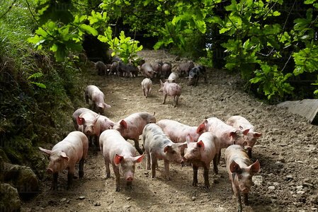 09PXE_762-Granja de Cerdo autóctono vasco. Beizama, Gipuzkoa, E