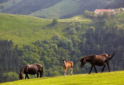 09PXE_766-Caballos pastando. Zestoa, Gipuzkoa, Euskadi