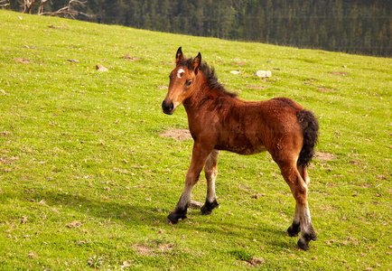 09PXE_767-Caballo en Endoia. Zestoa, Gipuzkoa, Euskadi