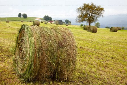 09PXE_771-Labores agrícolas. Balas de Paja.  en Endoia. Zestoa,