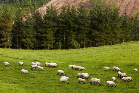 09PXE_775-Rebaño de Ovejas en Endoia . Zestoa, Gipuzkoa, Euskad