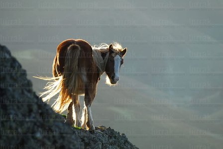 09RT_0089-Caballo en el monte, Nafarroa Beherea