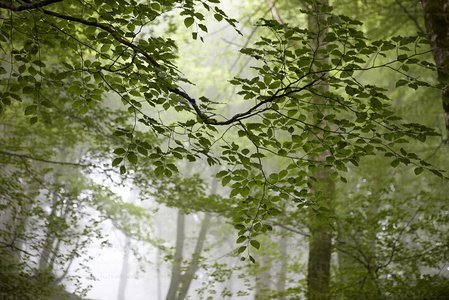010PXE_0051-Bosque de hayas, Belate, Navarra