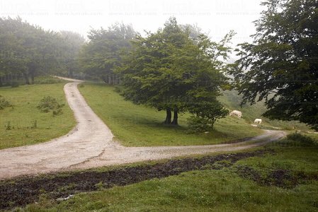 010PXE_0056-Bosque, Belate, Navarra