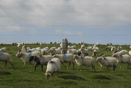 010RT_0045-Cromlech de Orgambide, Nafarroa Beherea