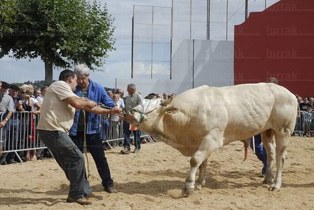 010RT_0093-Feria de Ganado. Urrugne, Lapurdi, Francia