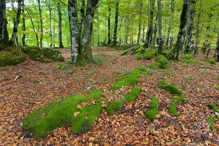 011FJG_0289-Hayedo. Sierra de Urbasa, Navarra