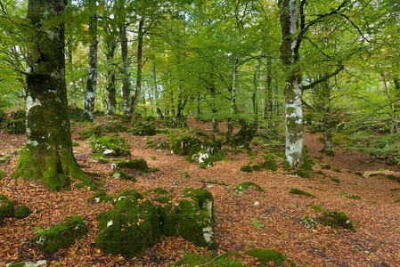 011FJG_0290-Hayedo. Sierra de Urbasa, Navarra