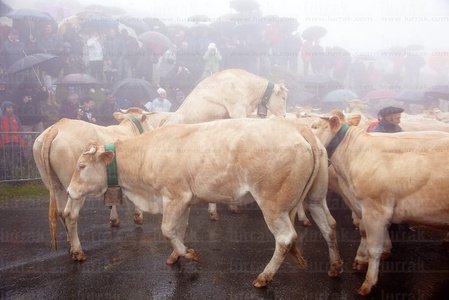 011MDR_0682-El Tributo de las Tres Vacas, Navarra