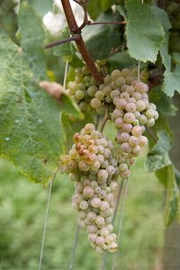 011PXE_0376-Racimo de Uva de TxakolÌ. Getaria, Gipuzkoa, Euskad