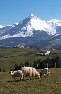 011PXE_0591-Monte Txindoki. Sierra de Aralar. Gipuzkoa, Euskadi