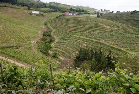 011PXE_1168-Viñedos. Txakolí. Getaria, Gipuzkoa, Euskadi