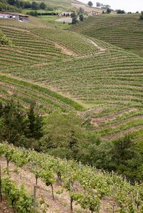 011PXE_1169-Viñedos. Txakolí. Getaria, Gipuzkoa, Euskadi