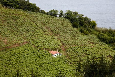 011PXE_1170-Viñedos. Txakolí. Getaria, Gipuzkoa, Euskadi