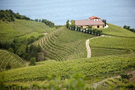 011PXE_1177-Viñedos. Txakolí. Getaria, Gipuzkoa, Euskadi