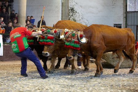 012MDR_0111-Arrastre de Bueyes. Deporte rural vasco. Aia, Gipuzk