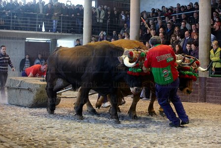012MDR_0116-Arrastre de Bueyes. Deporte rural vasco. Aia, Gipuzk
