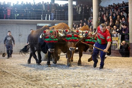 012MDR_0119-Arrastre de Bueyes. Deporte rural vasco. Aia, Gipuzk