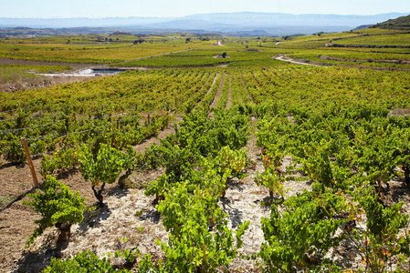 012PXE_0066-Bodegas Baigorri, Samaniego, Alava, Euskadi