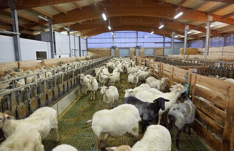 013PXE_0025-Ovejas. Caserío Gomiztegi. Oñati, Gipuzkoa, Euskad