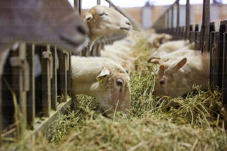 013PXE_0030-Ovejas. Caserío Gomiztegi. Oñati, Gipuzkoa, Euskad