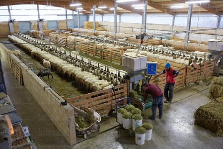 013PXE_0031-Ovejas. Caserío Gomiztegi. Oñati, Gipuzkoa, Euskad