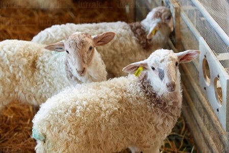 013PXE_0035-Ovejas. Caserío Gomiztegi. Oñati, Gipuzkoa, Euskad