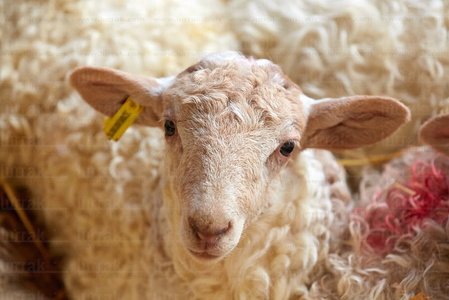 013PXE_0037-Ovejas. Caserío Gomiztegi. Oñati, Gipuzkoa, Euskad