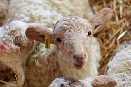 013PXE_0038-Ovejas. Caserío Gomiztegi. Oñati, Gipuzkoa, Euskad