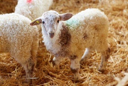 013PXE_0040-Ovejas. Caserío Gomiztegi. Oñati, Gipuzkoa, Euskad