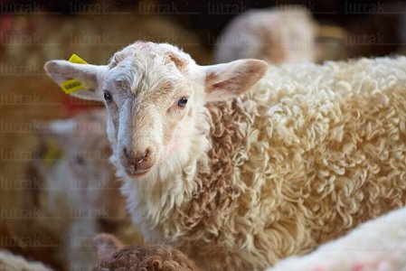 013PXE_0041-Ovejas. Caserío Gomiztegi. Oñati, Gipuzkoa, Euskad