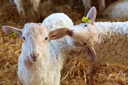 013PXE_0043-Ovejas. Caserío Gomiztegi. Oñati, Gipuzkoa, Euskad